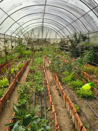 Rows of vegetables growing in the tunnel behind the kitchen